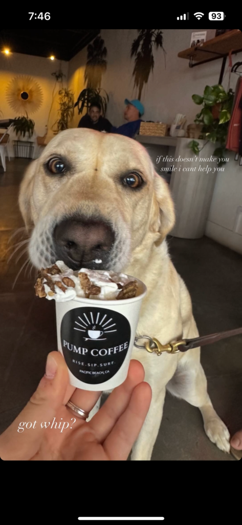 Pup cups full of treats get gobbled by a lab